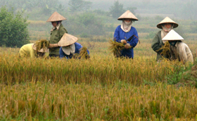 Nông dân xã Vĩnh Đồng (Kim Bôi) thu hoạch lúa vụ mùa, năng suất ước đạt trên 50 tạ/ha.